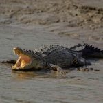 crocodile-in-sundarban-riverside-