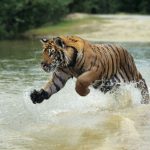 images 11