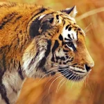 svaer-tiger-pa-jagt-tapet-2160x1440_40-1-1-1-1